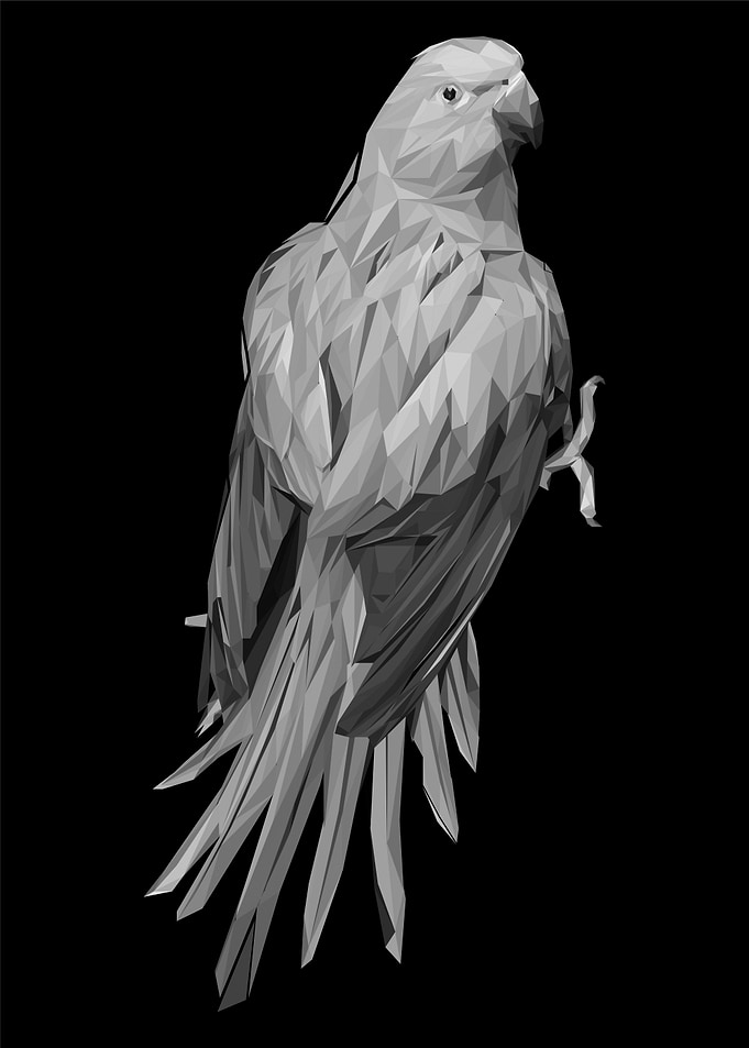 parrot bird pop art