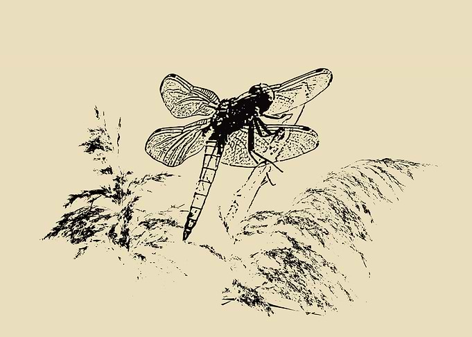 Dragonfly