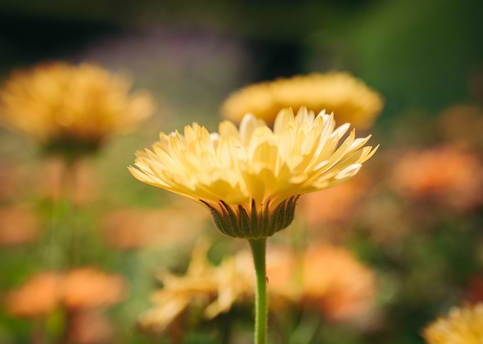 Yellow Daisy