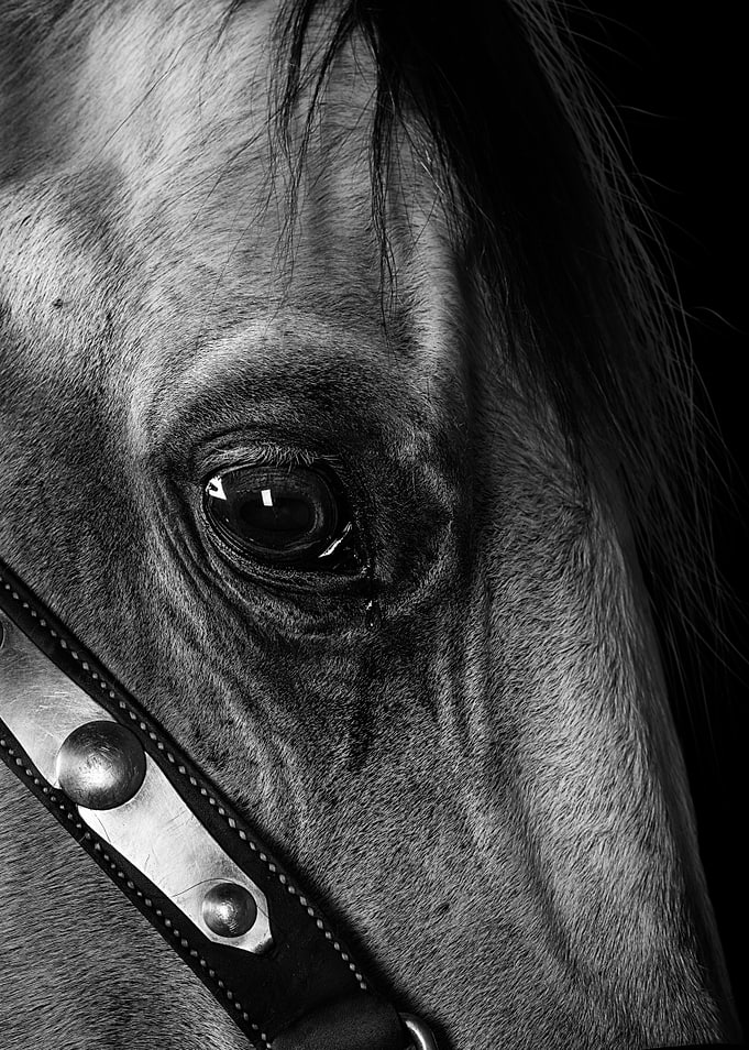 The Horse X