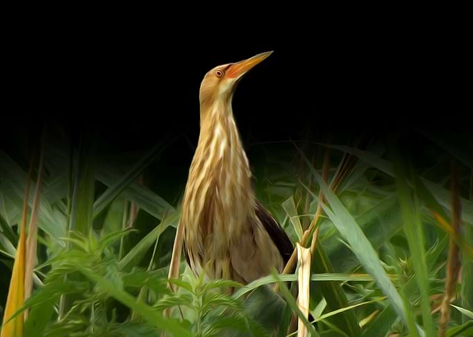Little bittern