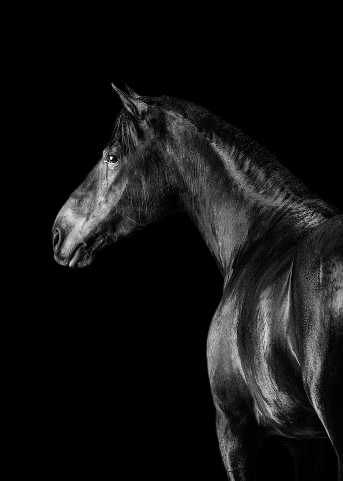 The Horse VIII