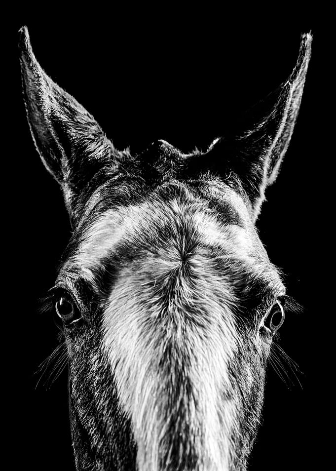 The Horse IV