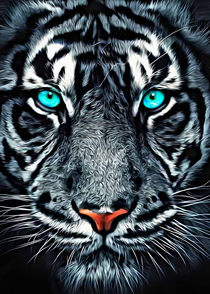 Tiger Face Close Up