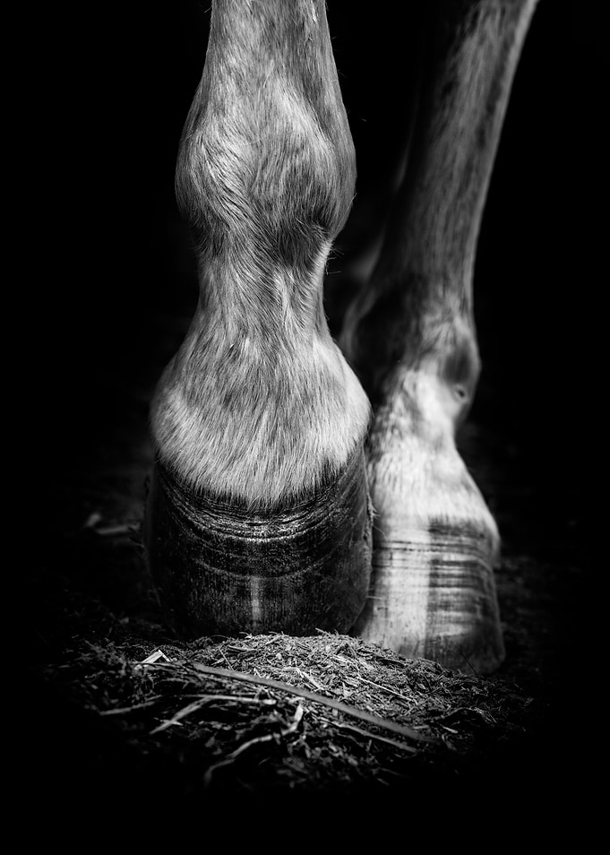The Horse II