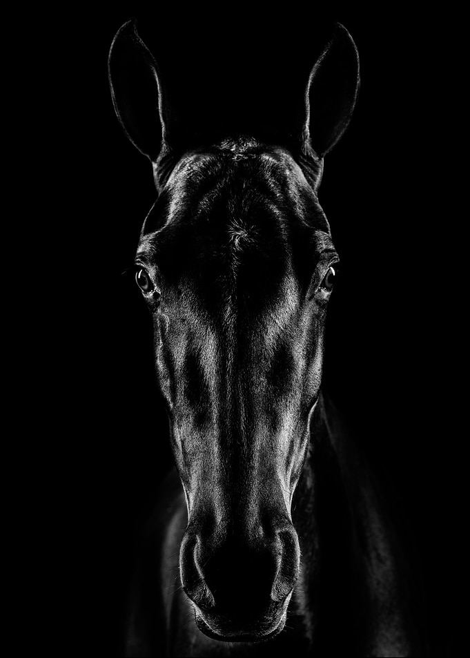 The Horse I