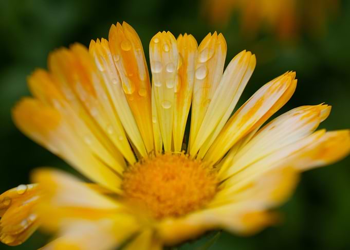 Up close Daisy
