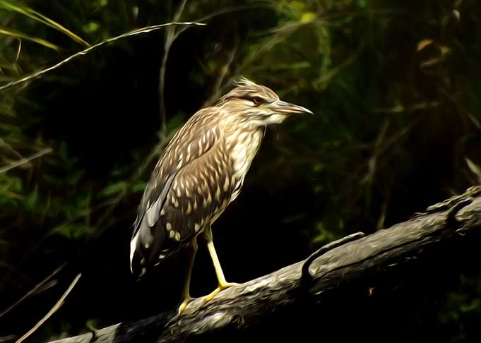Night heron