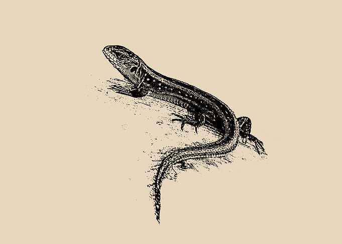 Lizard