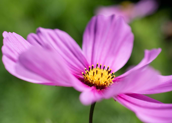 Cosmos