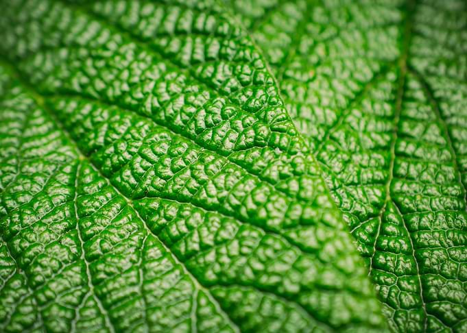 Texture Leaves