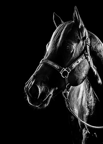 The Horse VI