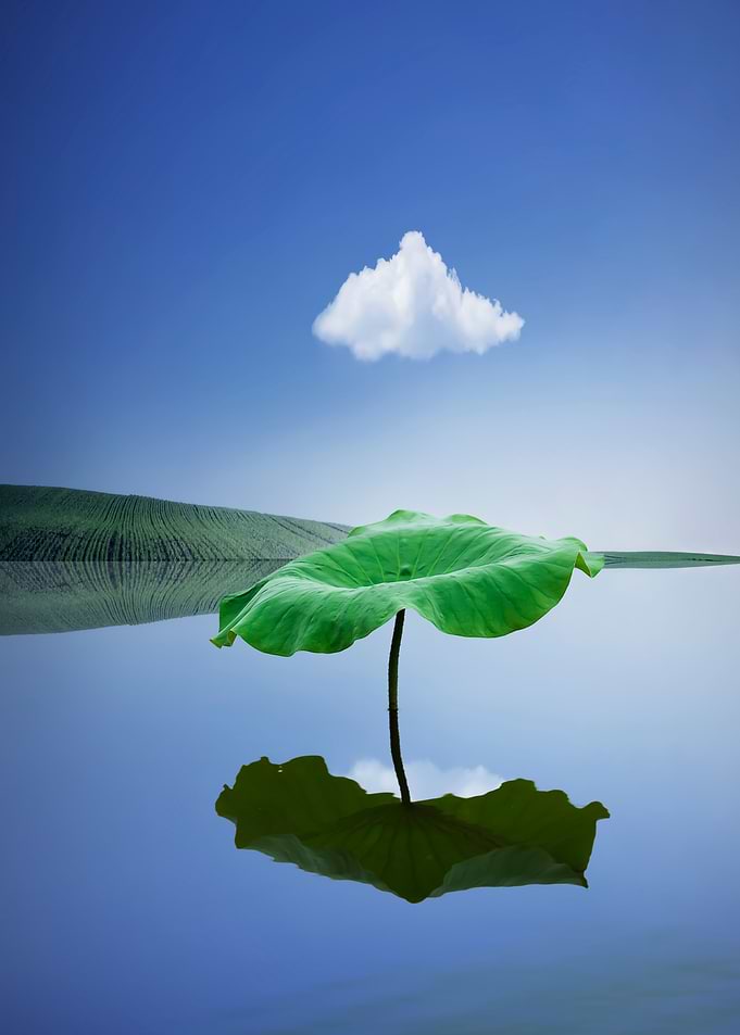 Creative Lotus Pond