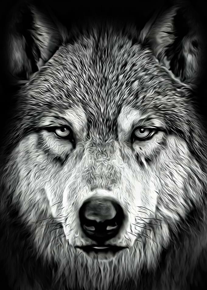 Cool Wolf Stare