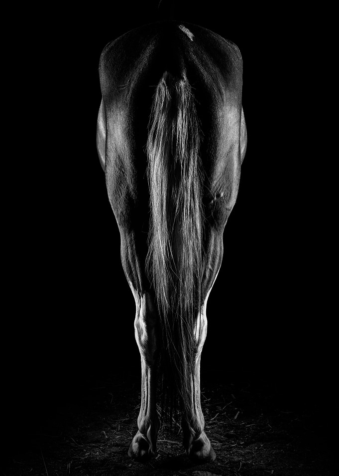 The Horse III