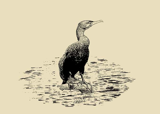 Cormorant