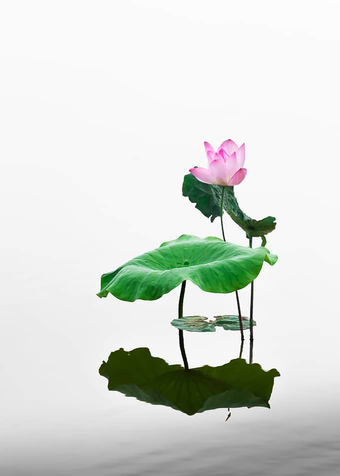 Beautiful lotus flowers