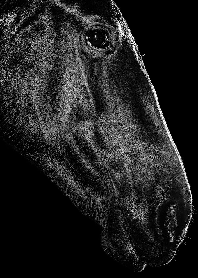 The Horse V