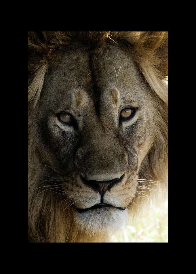 Lion