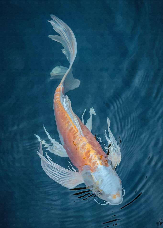 Koi Fish