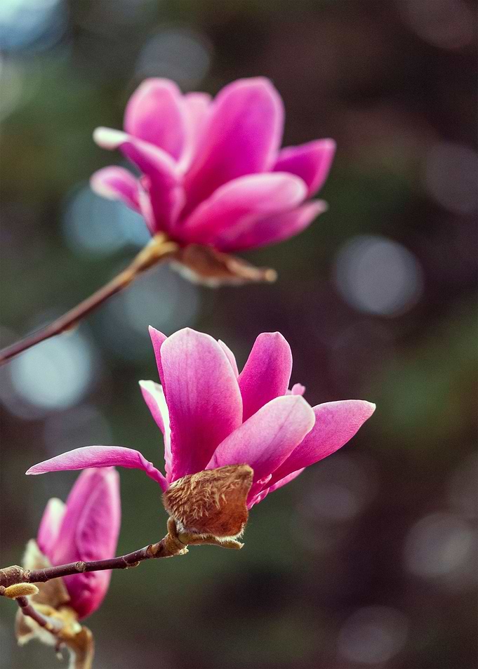 My Magnolia II