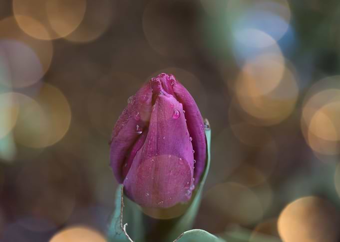 Whimsical spring tulip