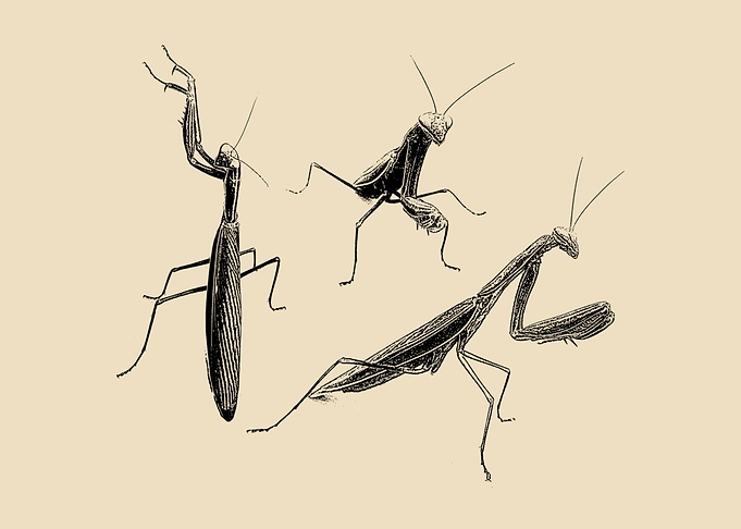 Praying mantis