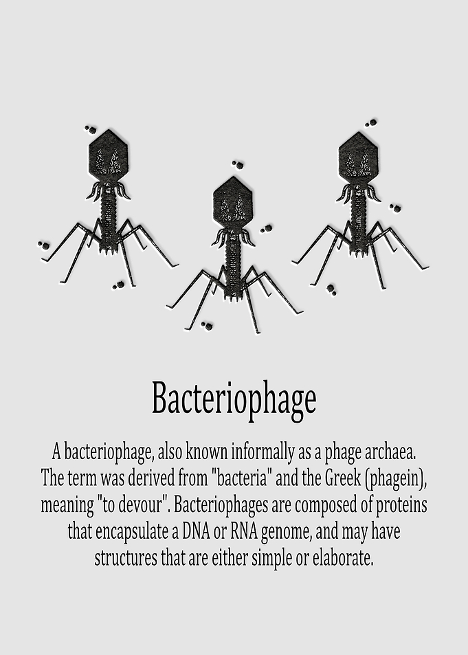 Bacteriophage