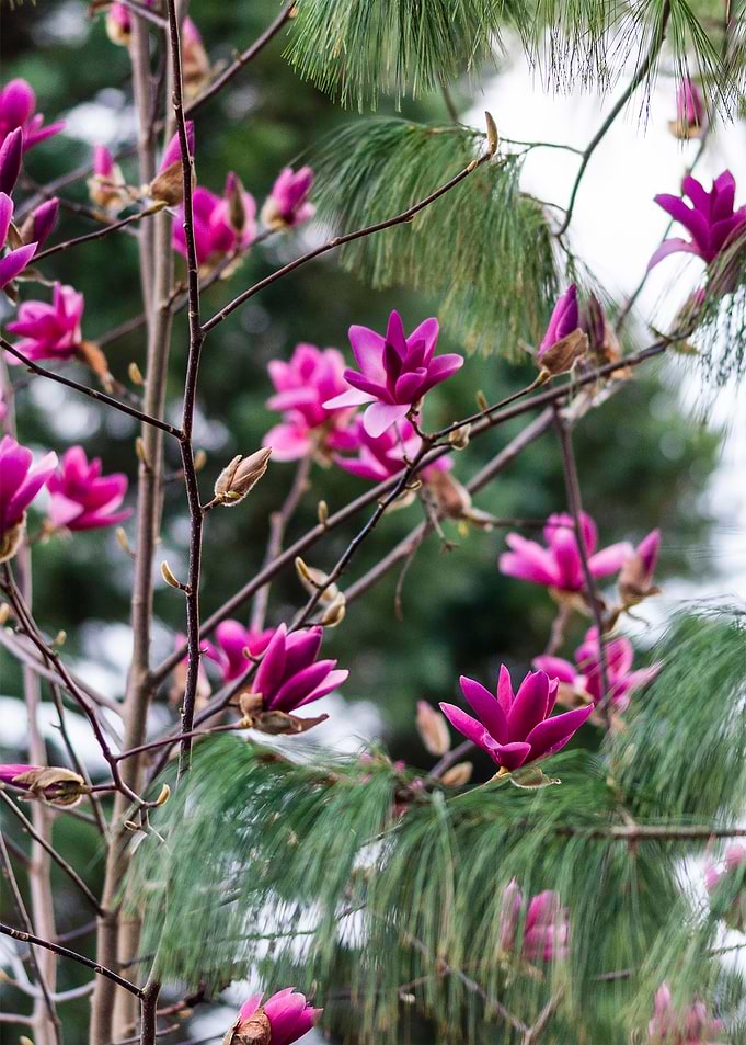 My Magnolia