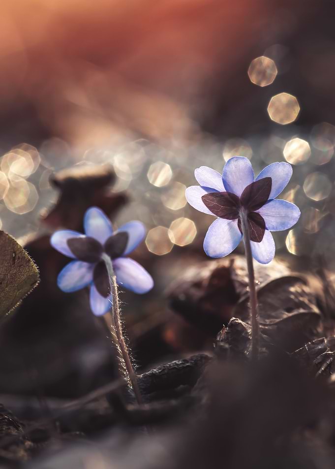 Spring flowers
