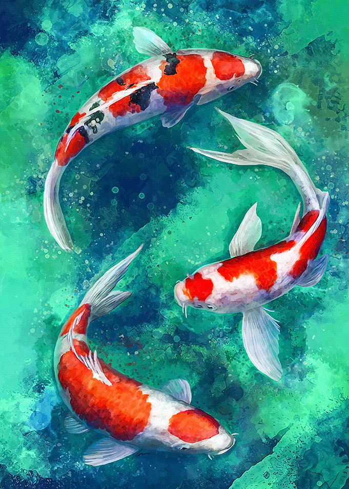 Koi Fish