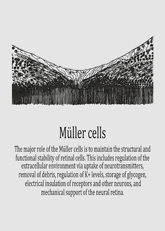 Mller cells