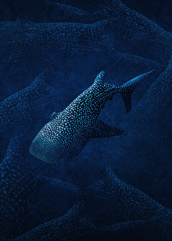 Whale Sharks