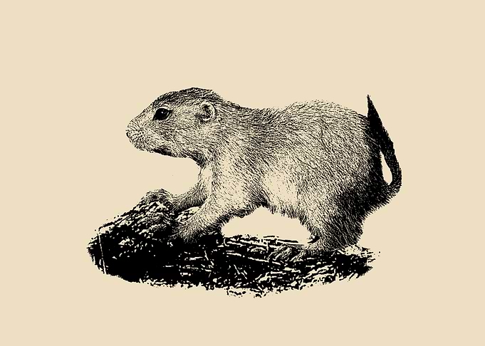 Prairie dog