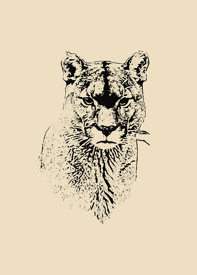 Mountain lion
