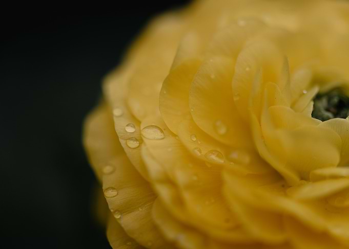Spring rains