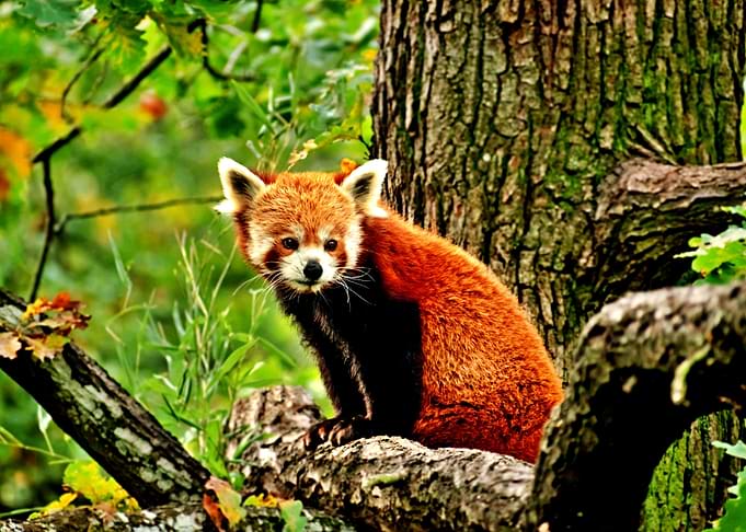 Red Panda