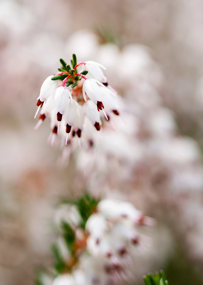 Winter Heath