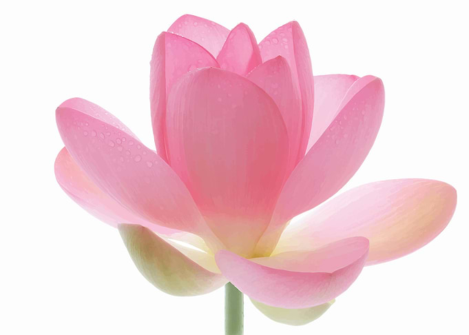 pink flower