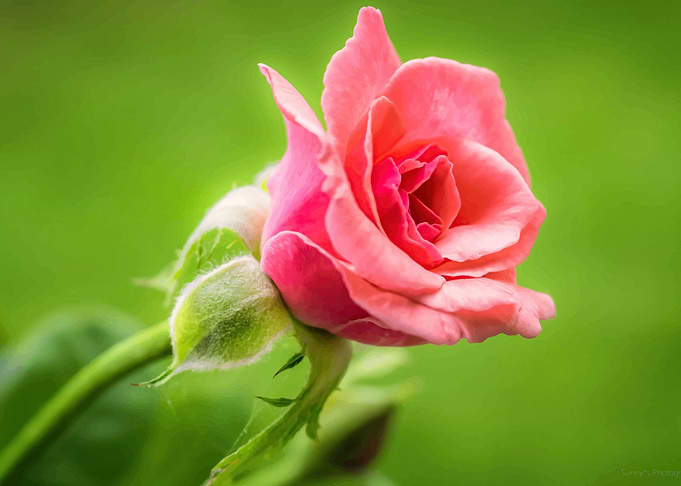 Rose