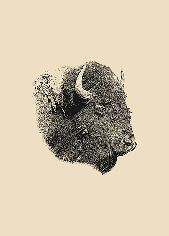 Bison portrait