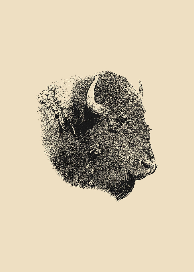 Bison portrait