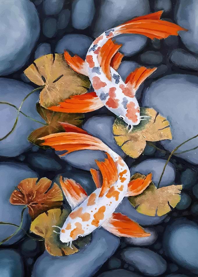 Koi Fish