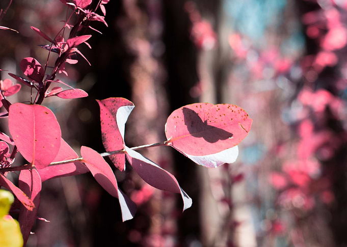 Butterfly in pink
