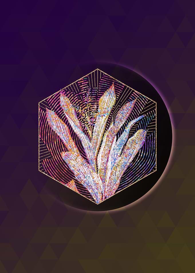 Cordyline Fruticosa Mosaic