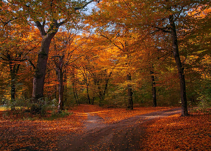 Forest in Kyiv