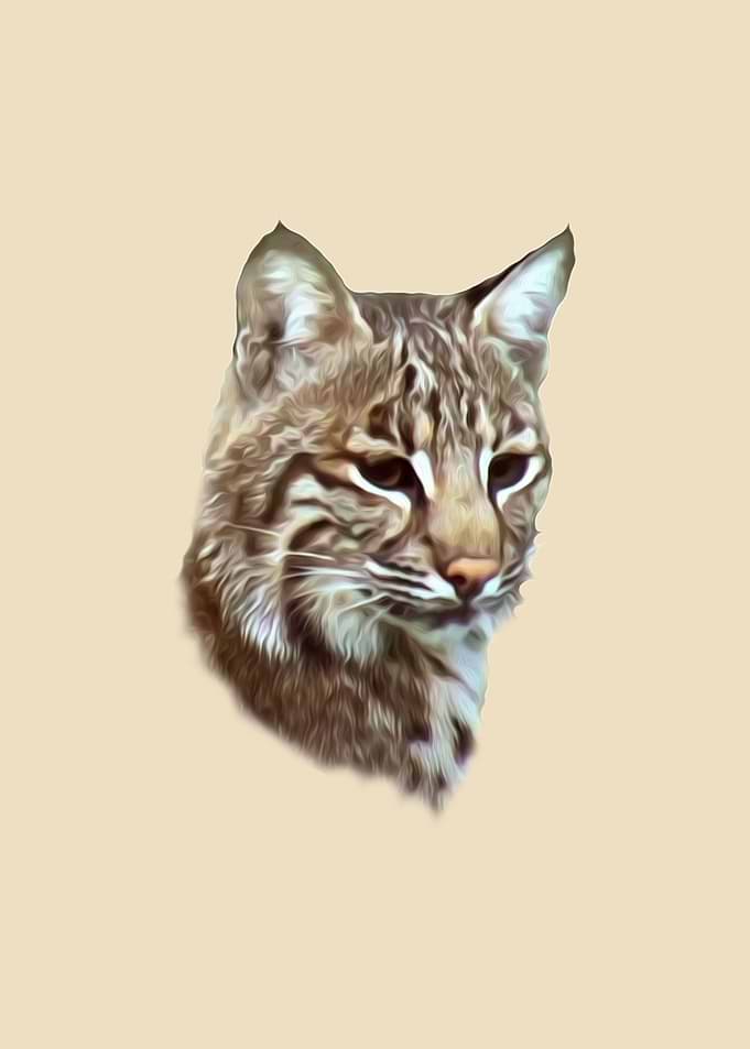 Bobcat portrait