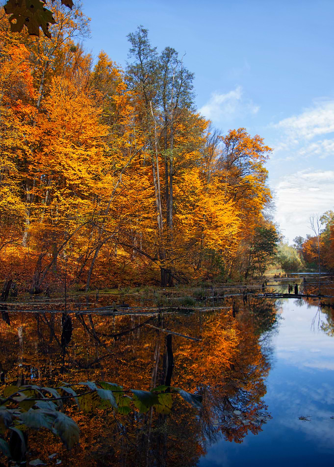 Automn Kyiv forest