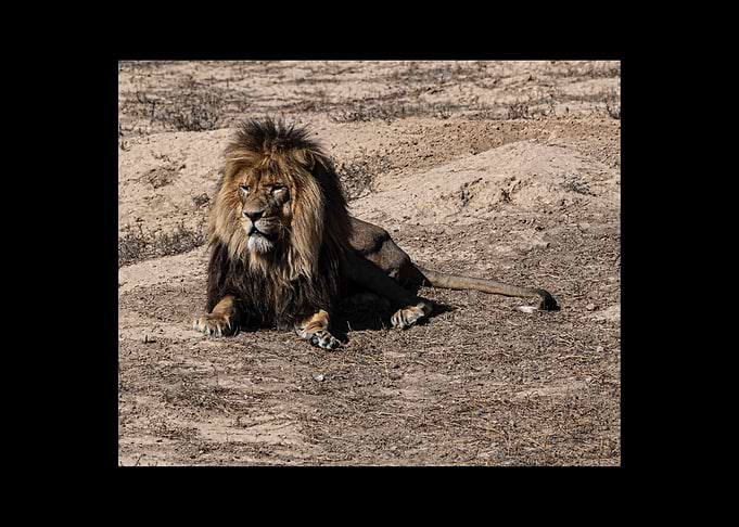 Lion