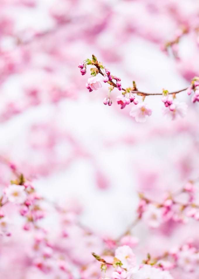 Bloom for me I